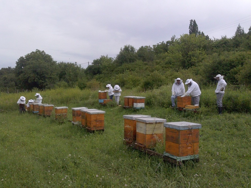 besplatna obuka za pčelare